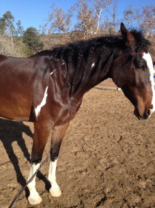 Wiley is being tickled until he lifts his leg.