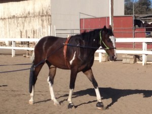 Wiley learning to ground drive