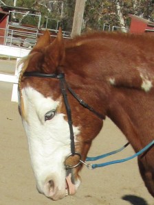 Why do horses grind their teeth?