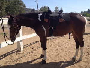 Wiley's 3rd ride. Clicker training for the walk transition.  5 minutes of work and Wiley is TOTALLY relaxed!
